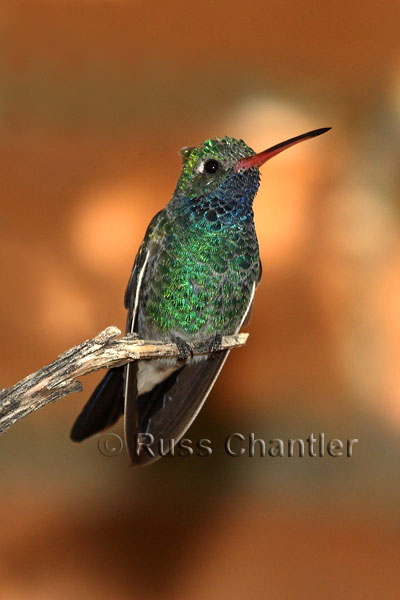 Broad-billed Hummingbird © Russ Chantler